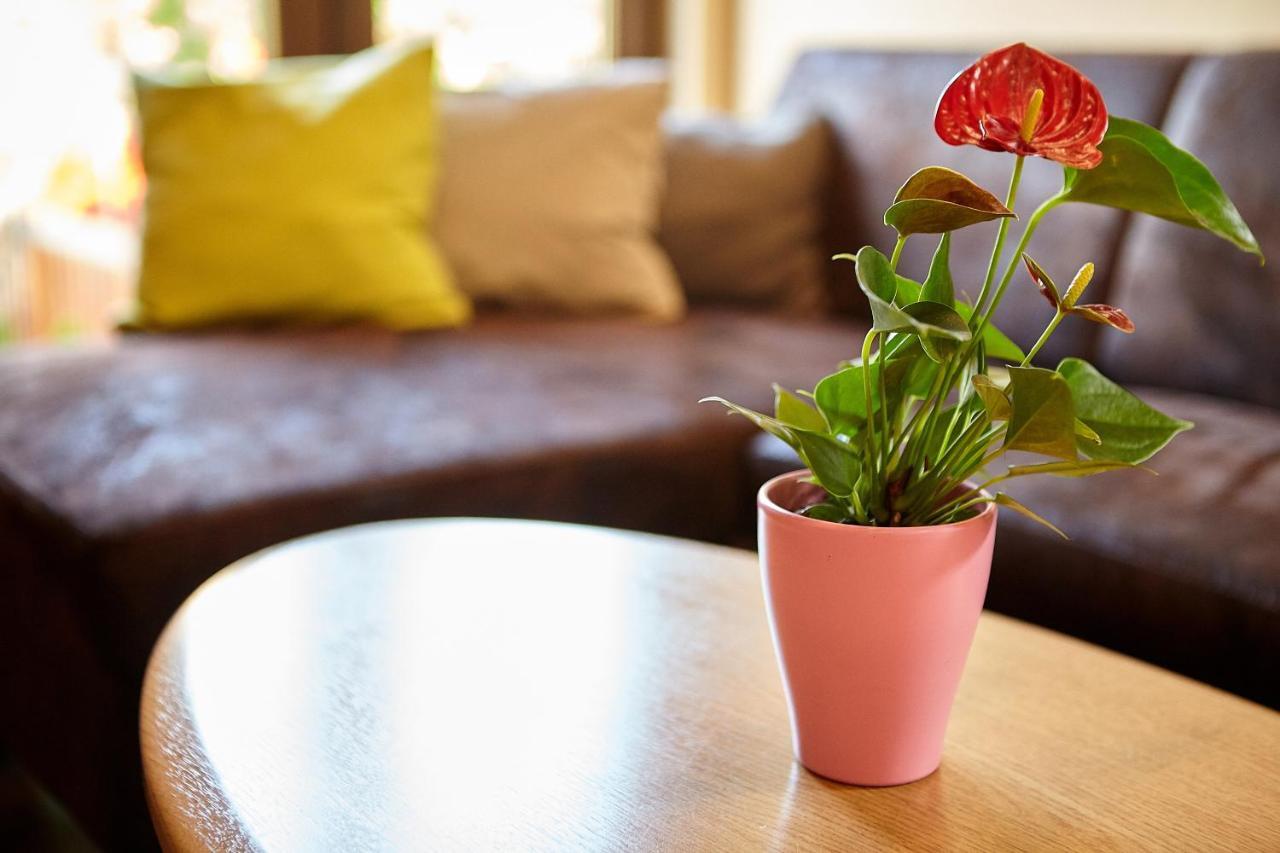Apartament Rozelor Braşov Eksteriør billede